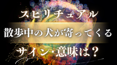 「散歩中の犬が寄ってくる」スピリチュアルな意味は？幸運のサインか、隠された神メッセージか徹底解説