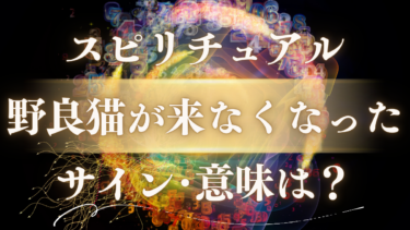 「野良猫が来なくなった」スピリチュアルな意味は？寂しさの先にある人生好転のサイン