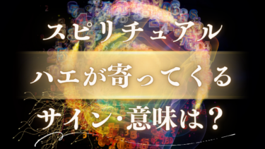 「ハエが寄ってくる」スピリチュアルな意味は？【幸運？警告？】体にとまる・しつこい時のサインを徹底解説